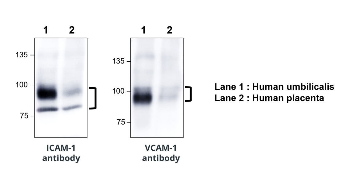 ICAM-1 / CD54 (Extracellular)