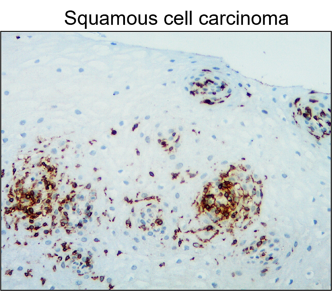 CD45 (Intracellular domain) antibody