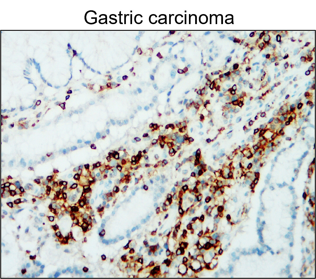 CD45 (Intracellular domain) antibody