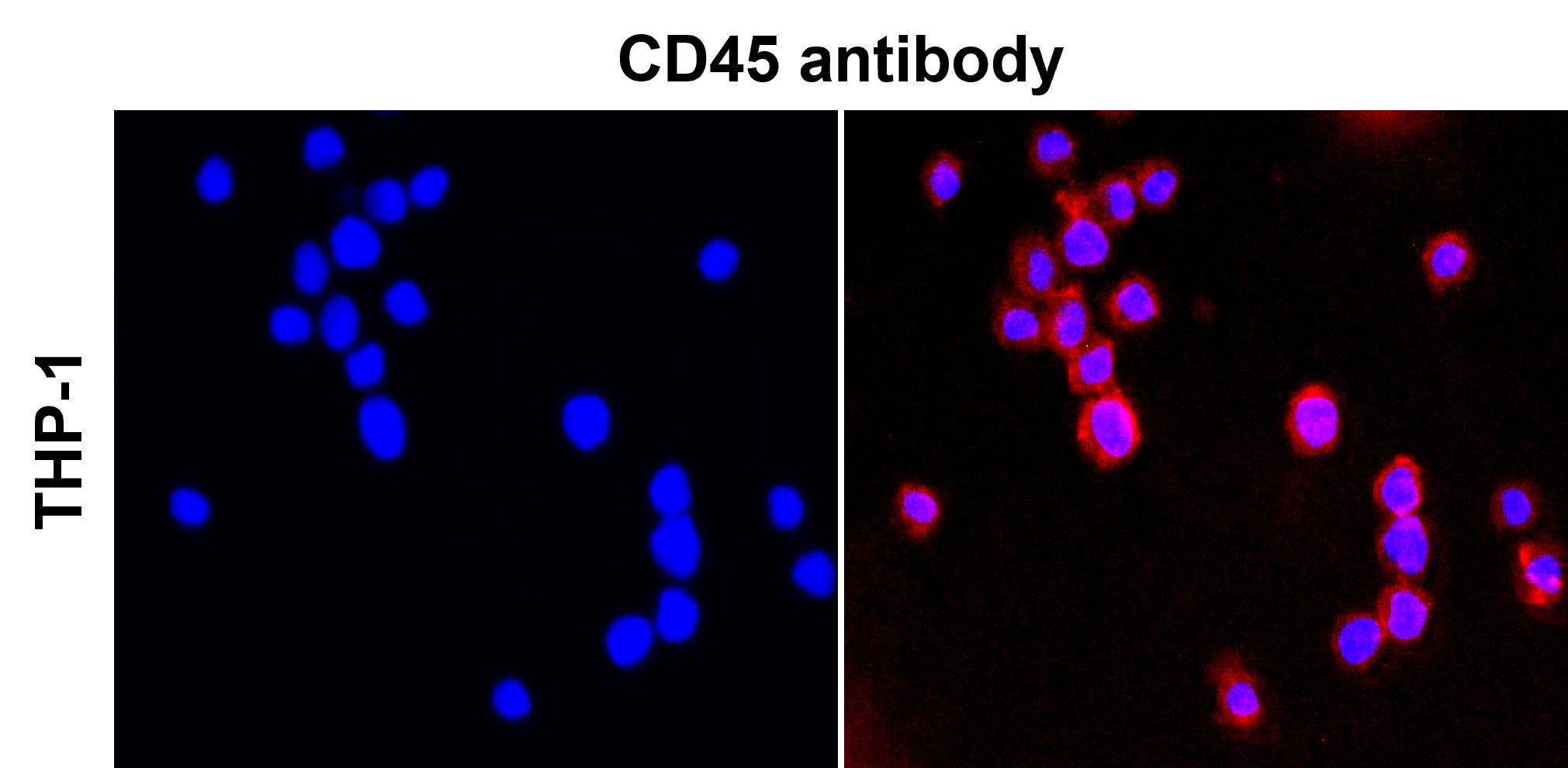 CD45 (Intracellular domain) antibody