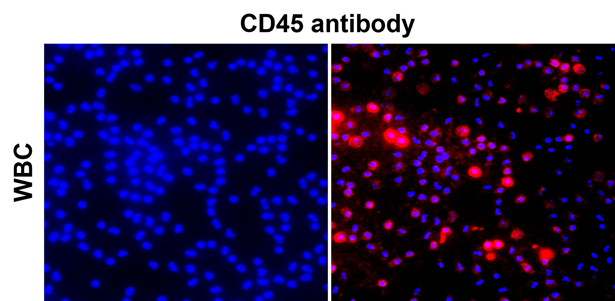 CD45 (Intracellular domain) antibody