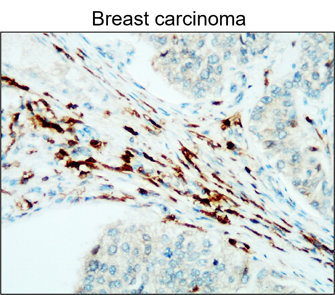 CD45 (Intracellular domain) antibody