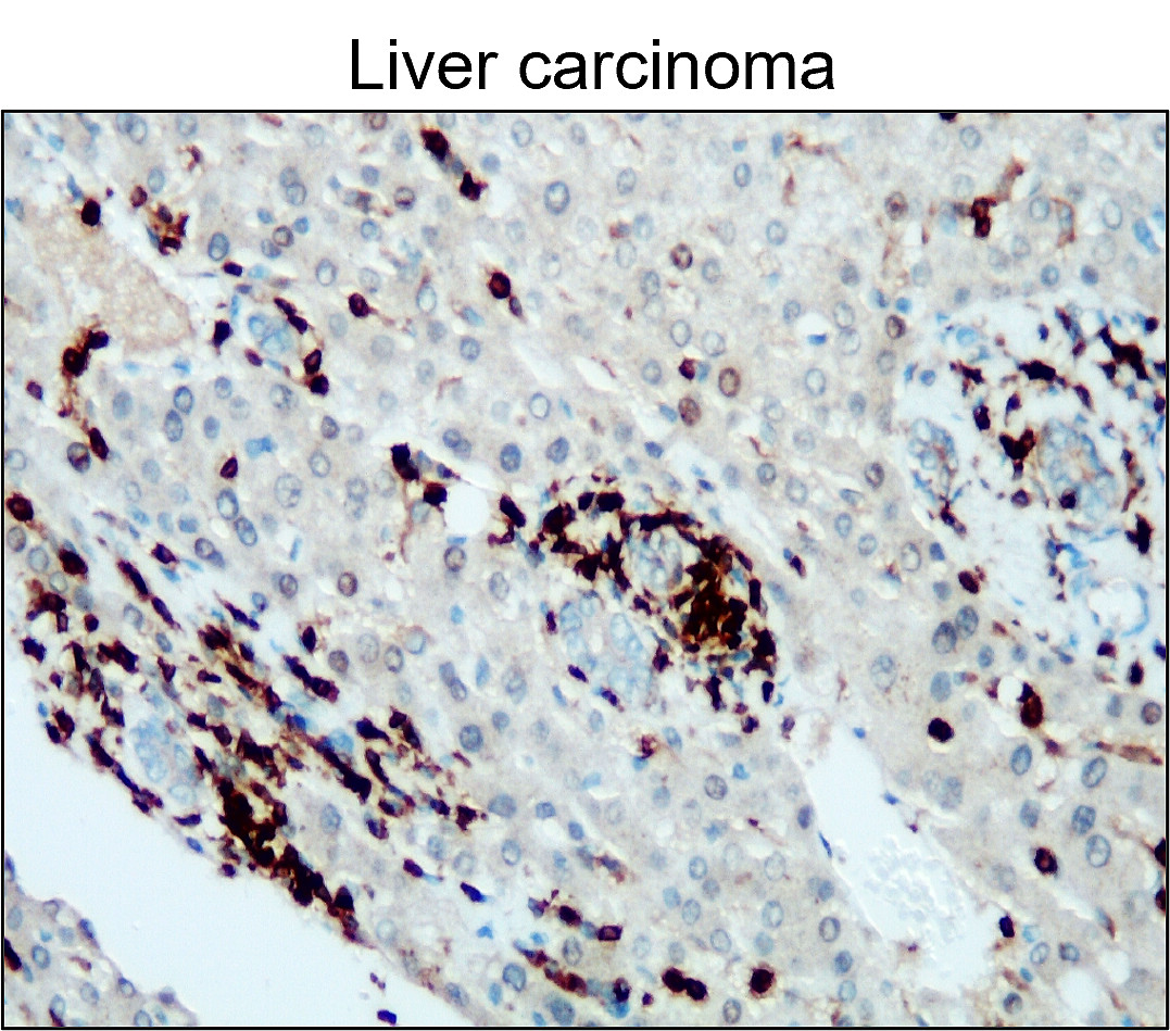 CD45 (Intracellular domain) antibody