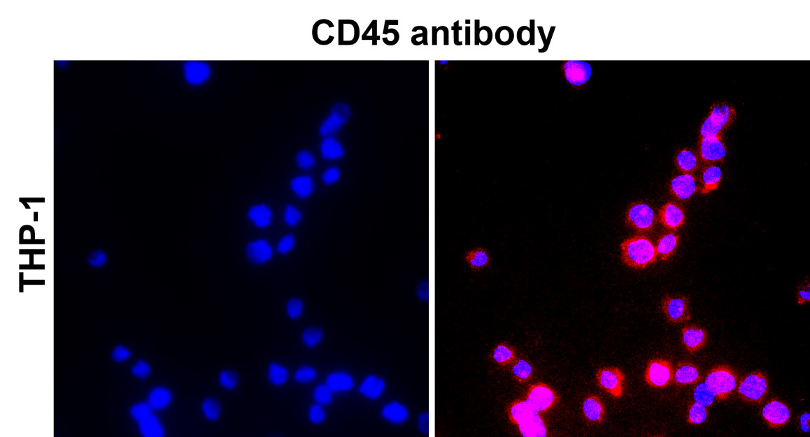 CD45 (Extracellular domain) antibody