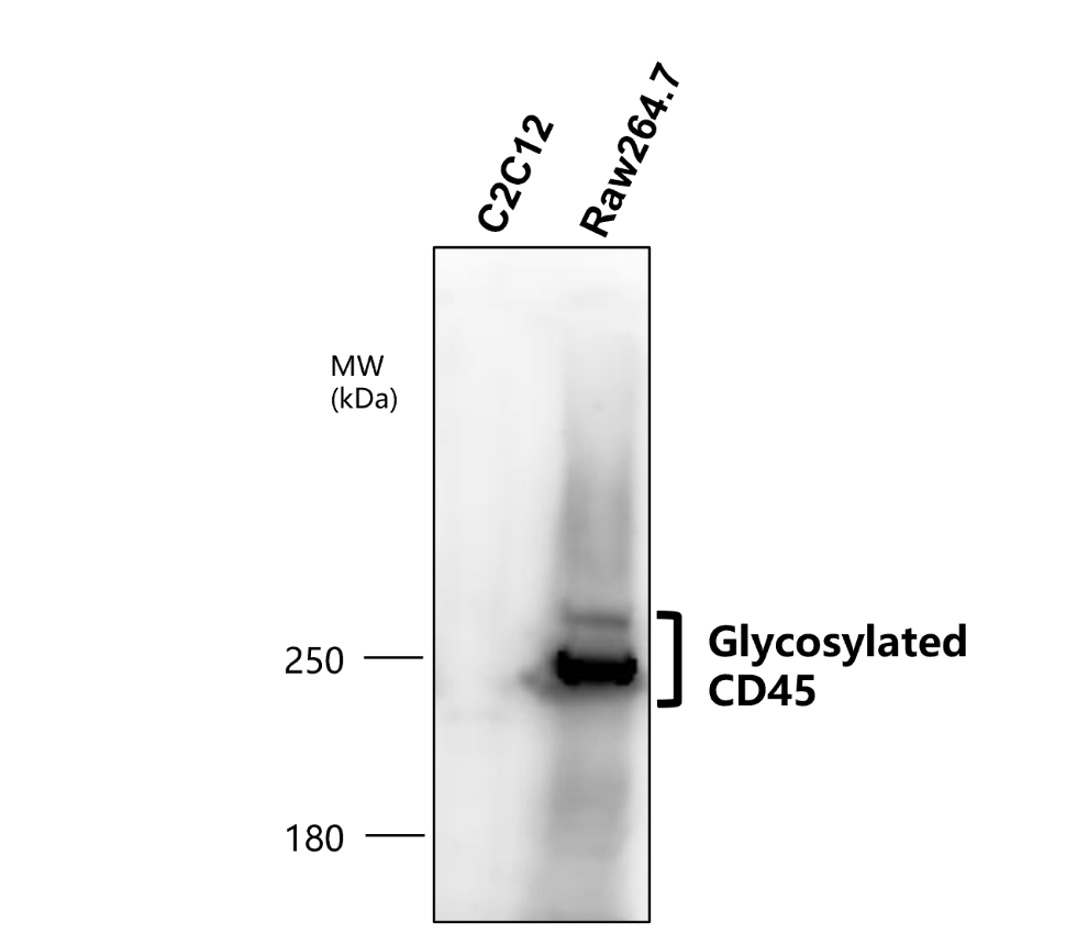 CD45 (Extracellular domain) antibody