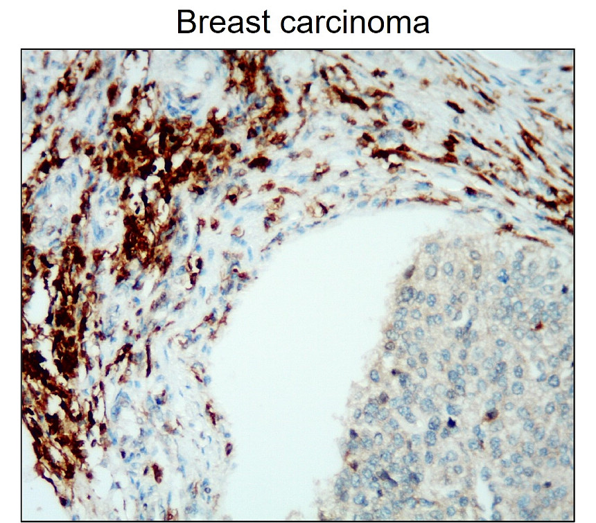 CD45 (Extracellular domain) antibody