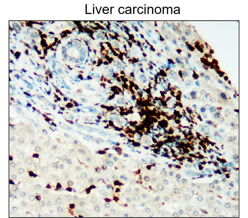 CD45 (Extracellular domain) antibody