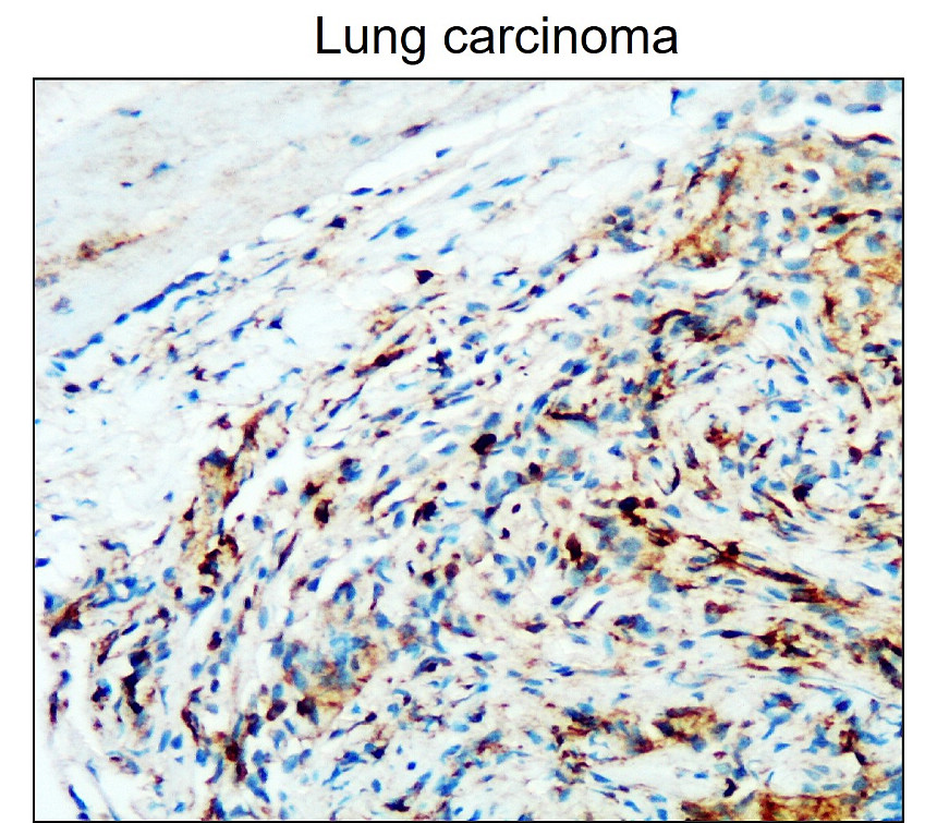 CD45 (Extracellular domain) antibody