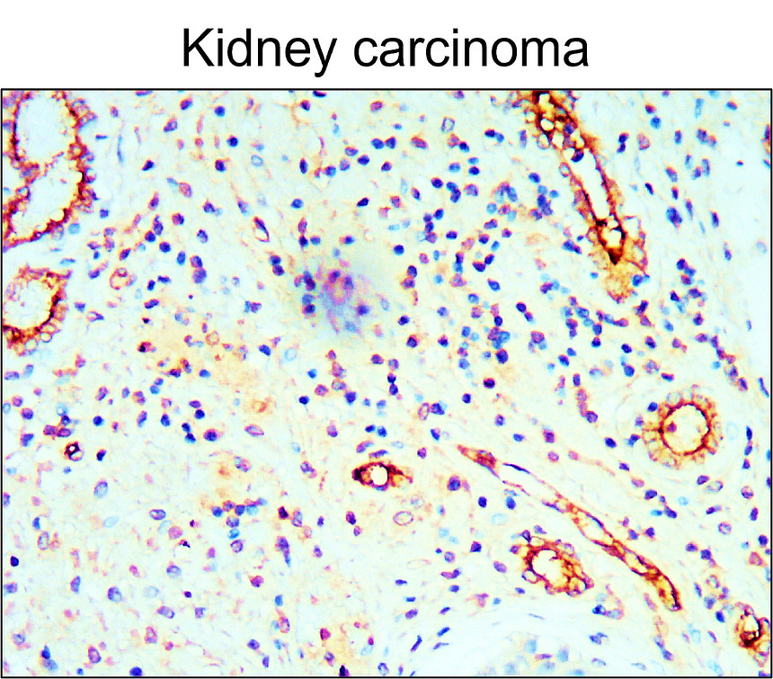 CD34