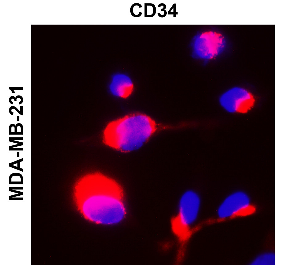 CD34