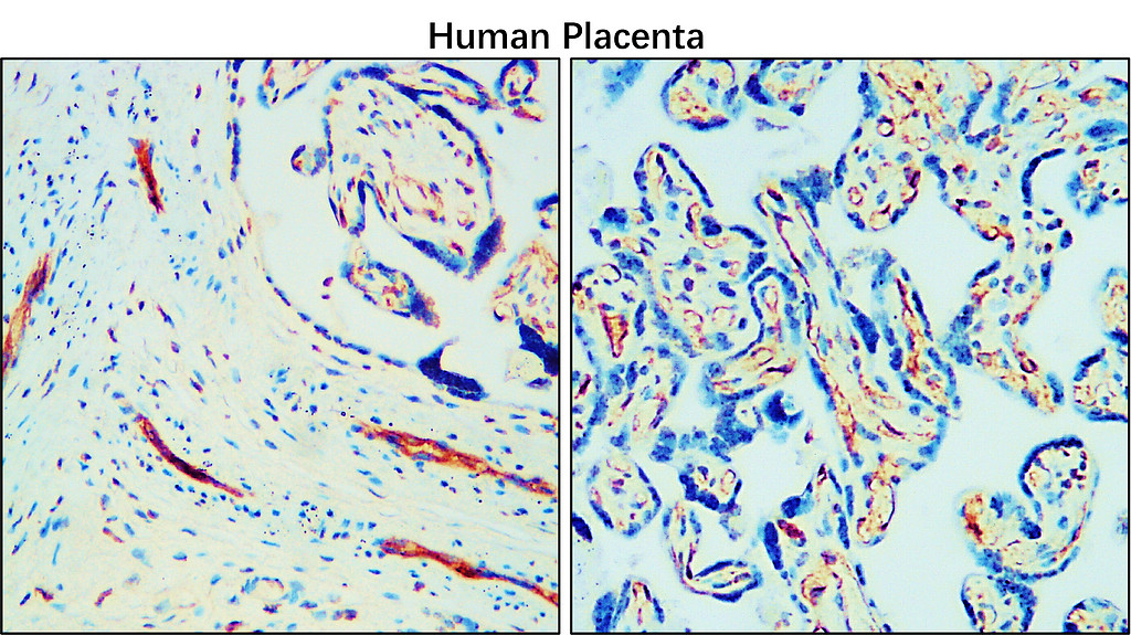 CD34