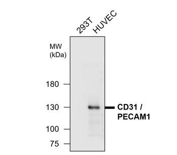 CD31/PECAM1 (Extracellular) Antibody