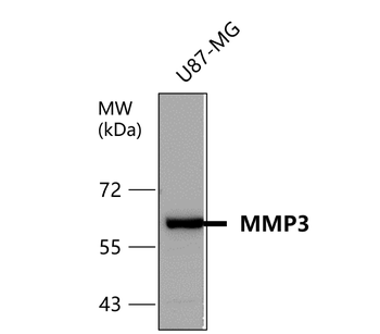 MMP3 Rabbit Polyclonal Antibody