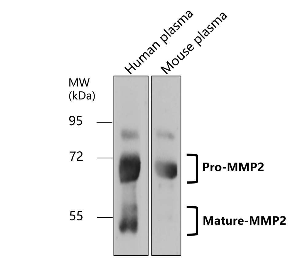 MMP2 Antibody