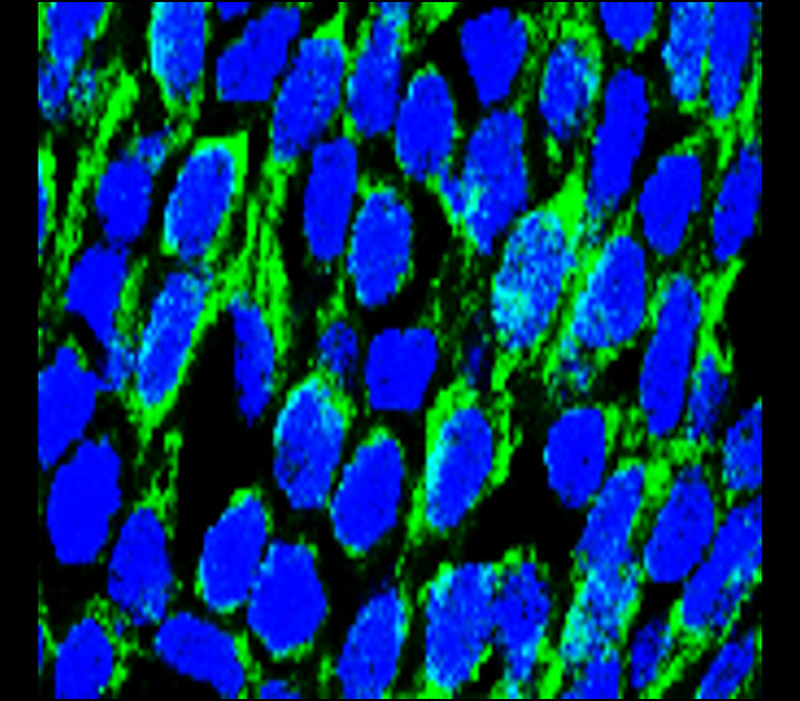 OCLN/occludin Antibody