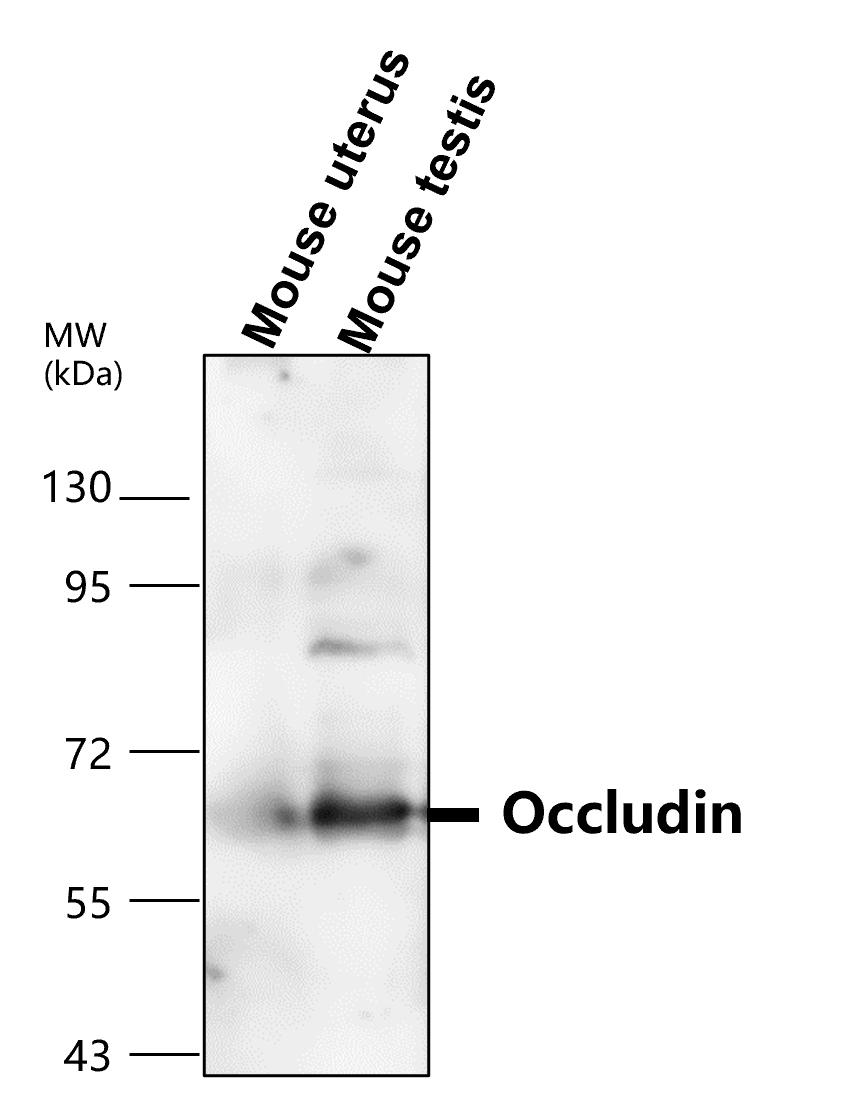 OCLN/occludin Antibody