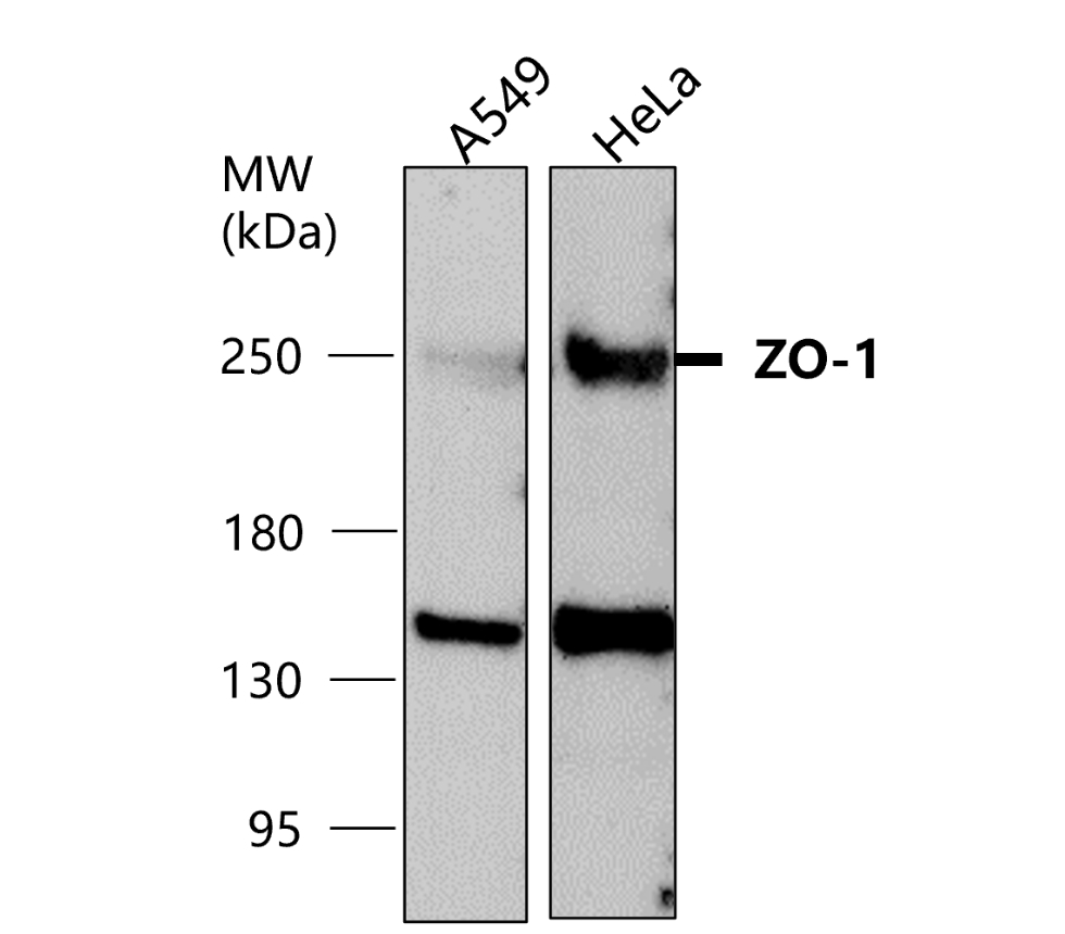 ZO-1/TJP1 Antibody