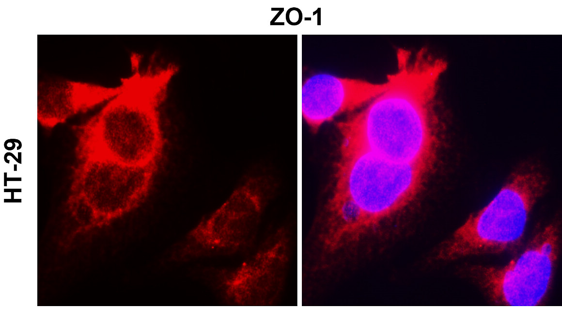 ZO-1/TJP1 Antibody