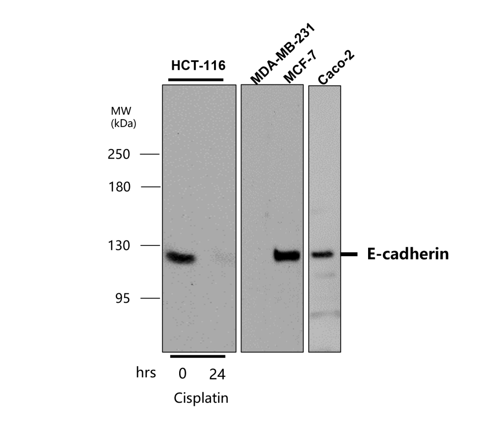 E-cadherin (Intracellular domain) antibody