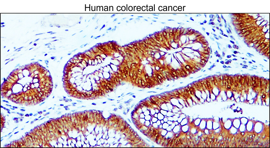 E-cadherin (Intracellular domain) antibody