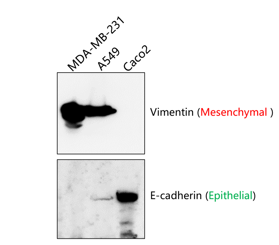 E-cadherin (Extracellular)