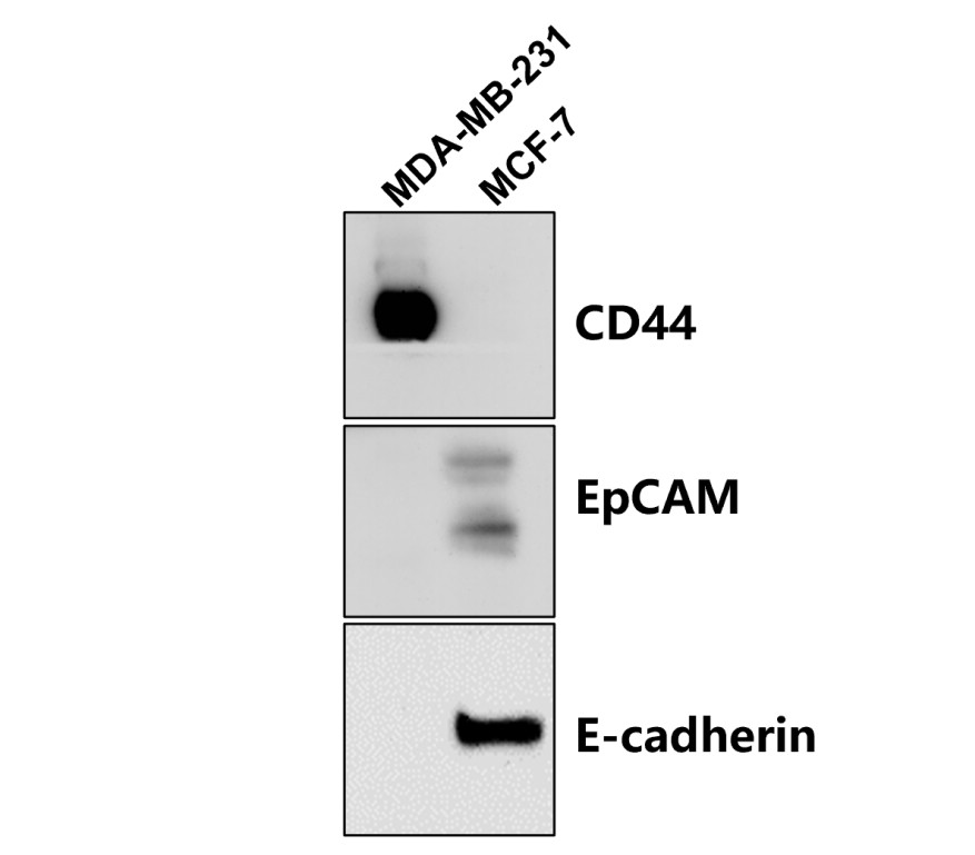 E-cadherin (Extracellular domain) antibody