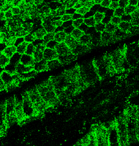 E-cadherin (Extracellular domain) antibody