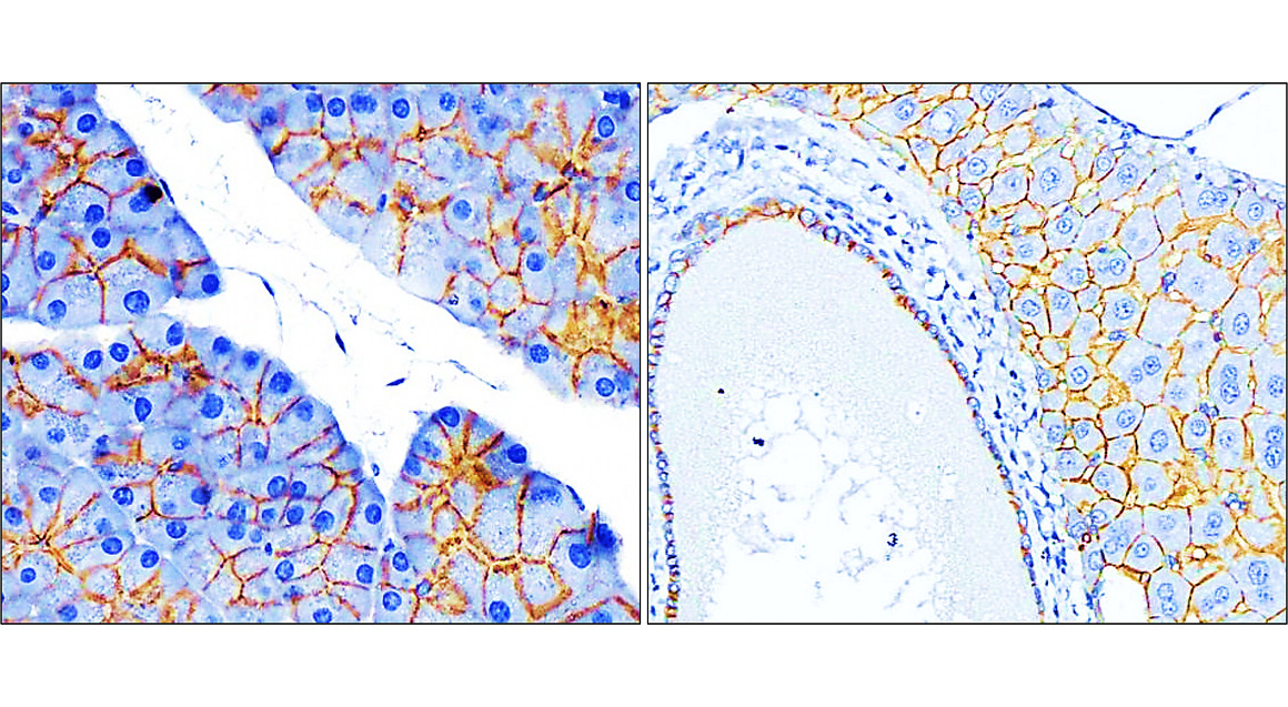 Beta-catenin Antibody