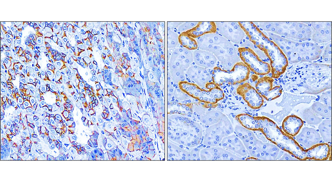 Beta-catenin Antibody