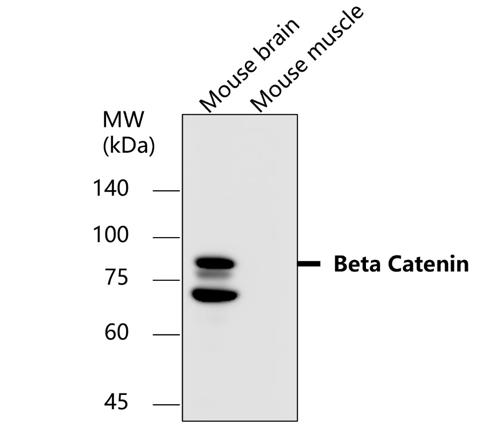 Beta-catenin Antibody