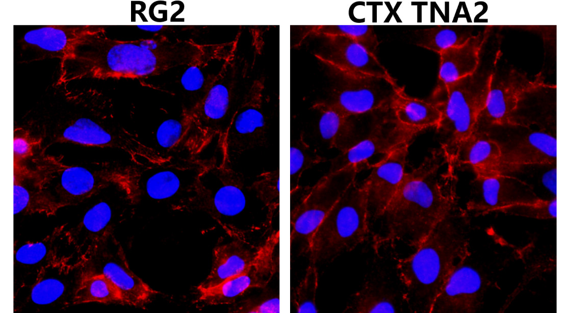 Beta-catenin Antibody