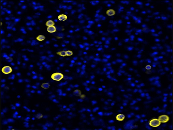 N-cadherin (Extracellular) Antibody