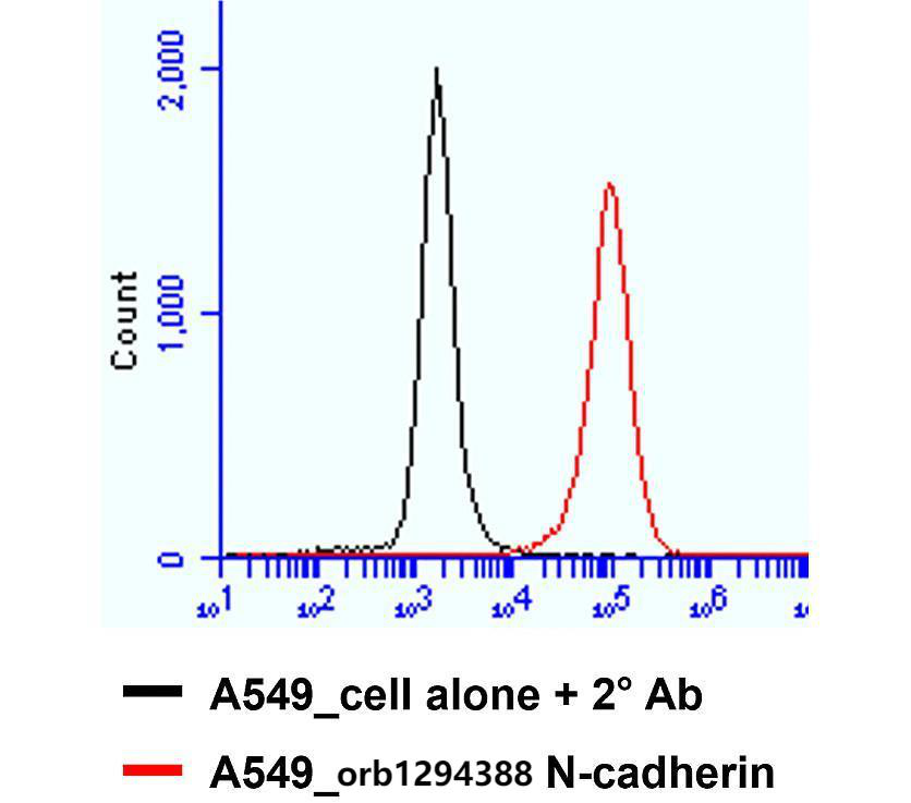 N-cadherin (Extracellular)