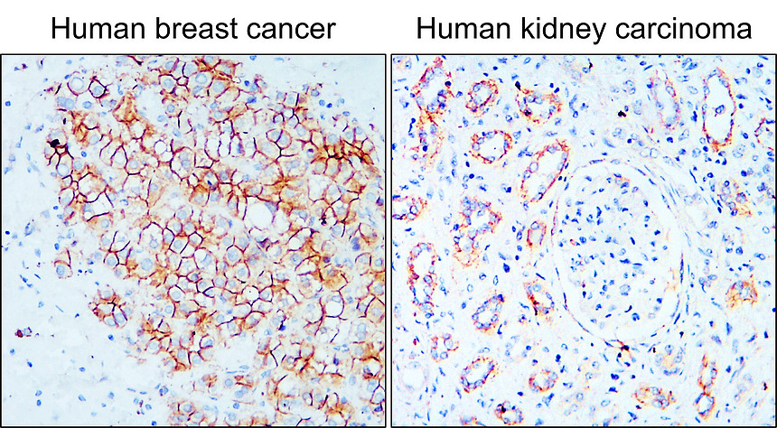 N-cadherin (Extracellular) Antibody