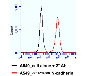 N-cadherin (Extracellular) Antibody