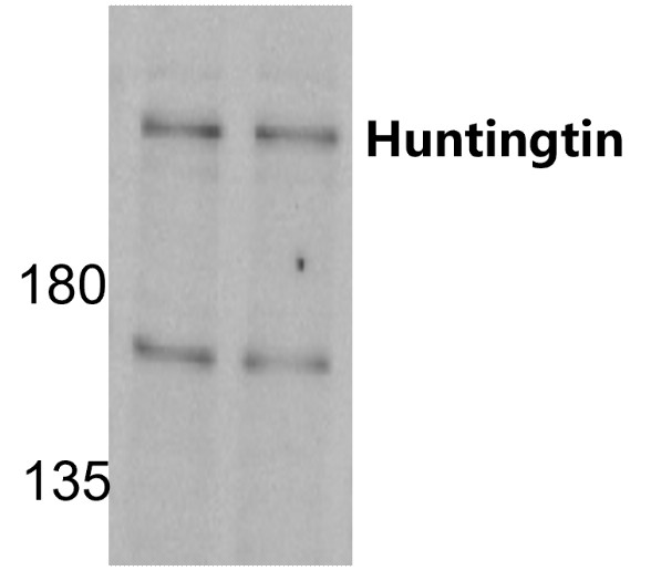 Huntingtin Antibody