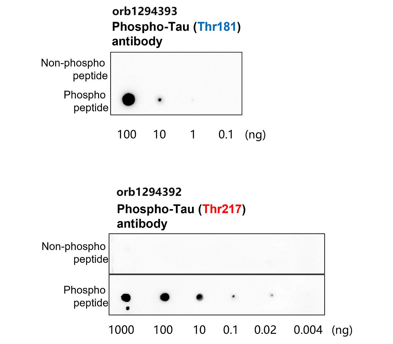 Tau (Phospho-Thr217) antibody