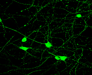 Tau Antibody