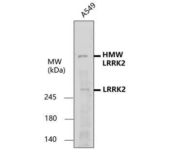 LRRK2 Antibody