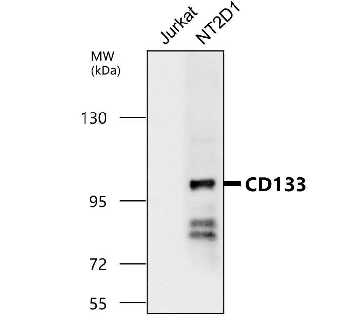 CD133 antibody