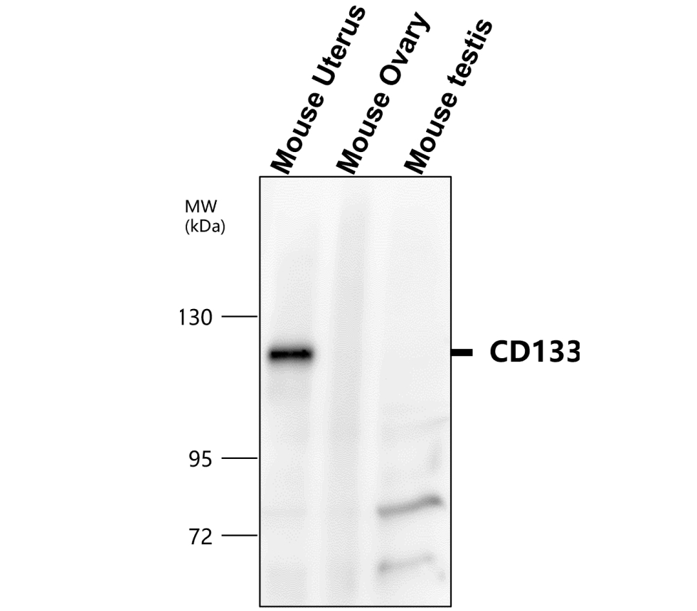 CD133 antibody