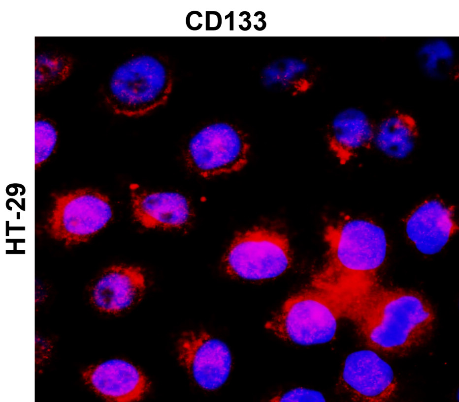 CD133 antibody