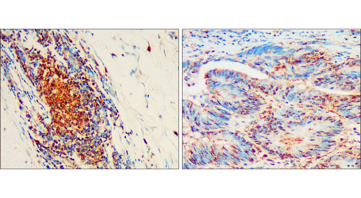 CD133 antibody