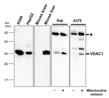 VDAC1/Porin Antibody