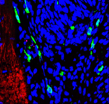 AIF/Iba1 Antibody