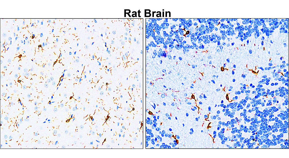 Iba1 antibody