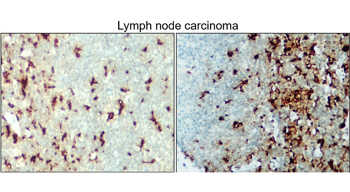 Iba1 antibody