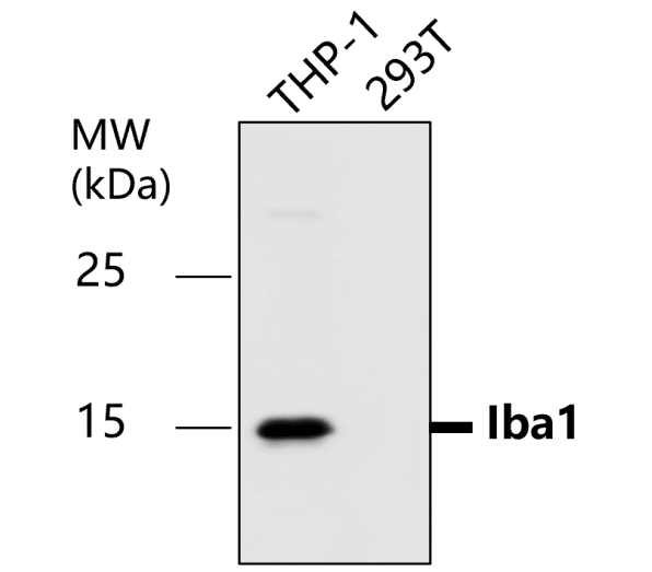 AIF / Iba1