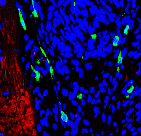 Iba1 antibody