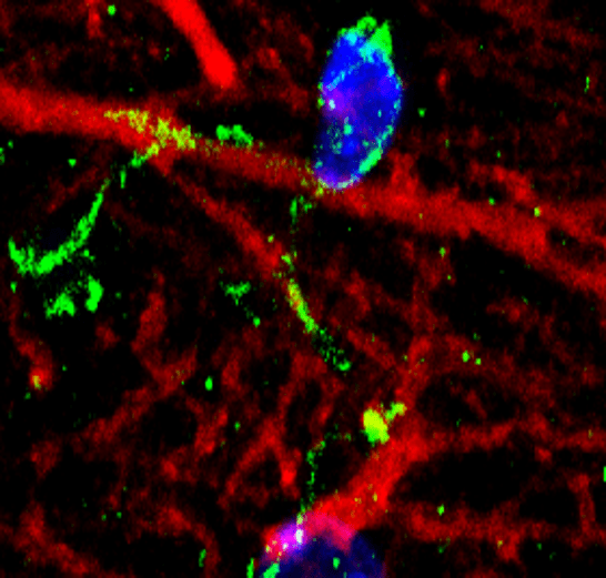 Iba1 antibody